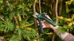 BOSCH 06008B2102 EasyPrune Akkus metszőolló