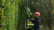 BOSCH 06008D5000 GHE 18V-50T Teleszkópos sövényvágó (akku és töltő nélkül)