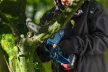 BOSCH 06008D7100 GKE 18V-20 Akkus Ágfűrész (akku és töltő nélkül)