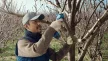 BOSCH 06019K1021 Pro Pruner Akkus metszőolló (2x3,0Ah)