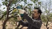 BOSCH 06019K1021 Pro Pruner Akkus metszőolló (2x3,0Ah)